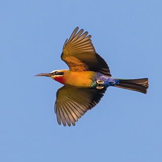 Lower Zambezi - White-fronted bee-eater